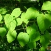 Acer laxiflorum -- Lockerblütiger Ahorn